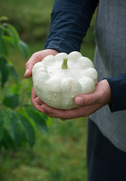 Man holds 'Custard White' patisson in his hands