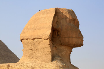 Fototapeta na wymiar Sphinx in Ägypten / Kairo/Gizeh 