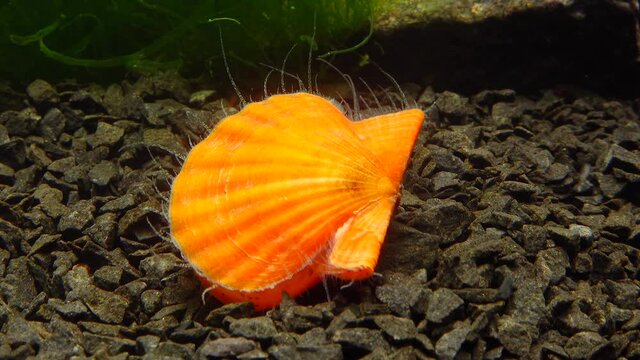 Ancient armored mollusk (Chiton olivaceus) on the shell of a clam Smooth Scallop (Flexopecten glaber ponticus), Black Sea