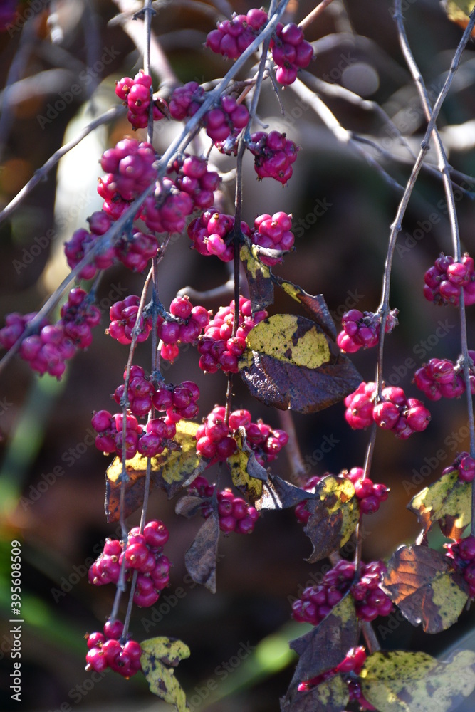 Wall mural wild berries in a field