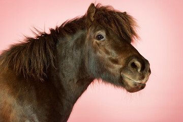 Brown Horse On Pink Background