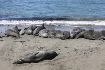 Robben / See-Elefanten an der K&uuml;stenstra&szlig;e (USA / San Simeon)
