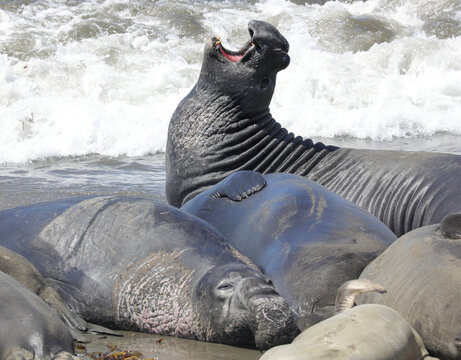 Robben / See-Elefanten an der K&uuml;stenstra&szlig;e (USA / San Simeon)
