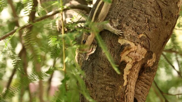 Indian or three-striped palm squirrel or Funambulus palmarum a rodent species closeup in natural feeding behavior on branch of a tree at jhalana forest or leopard reserve jaipur rajasthan india