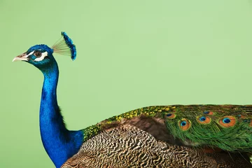 Fotobehang Side View Of Cropped Peacock © moodboard