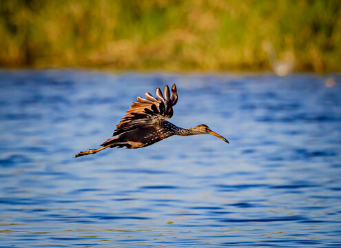  A Flying Limpkin Soars Over Pond In Florida