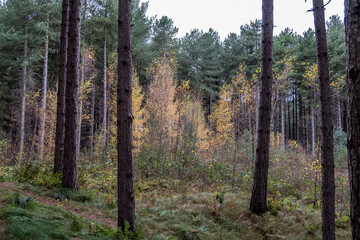 Ainsdale Pine Woods, November 2020