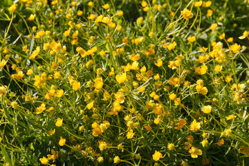 Yellow meadow spring flowers, close up view