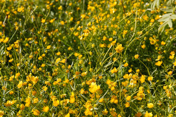 Yellow meadow spring flowers, close up view