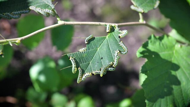 Garden pests. Walnut moth caterpillars damaged hazelnut leaves. Timelapse video. UHD 4K