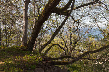 Tree and trail in the nature park, spring time