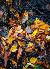 Background of colorful fall leaves on wet stone wall
