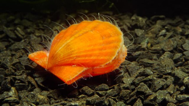 Small blue eyes and tentacles on the mantle of a bivalve mollusk Smooth Scallop (Flexopecten glaber ponticus), Black Sea