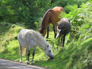 Obraz na płótnie Canvas Dartmoor Ponies Gather near Haytor, Dartmoor, Devon UK