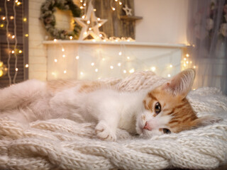 Cute kitten on a blanket in a Christmas interior