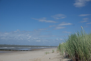 Fototapeta na wymiar dunes on the beach in summer 
