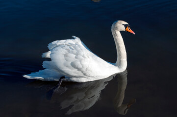 Fototapeta premium A white majestic swan floats in front of a wave of water. Young swan in the middle of the water. Drops on a wet head.
