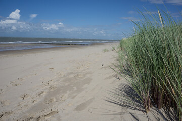 dunes on the beach in summer
