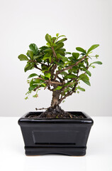 Potted plant on table against gray background