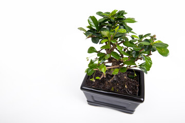 Potted plant against white background