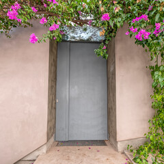Contemporary house entrance grey door and beautiful bougainvillea flowers, Athens Greece