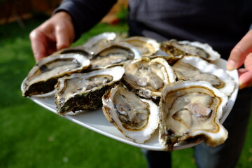 Ostras del Delta del Ebro. Ostra abierta. Ostra francesa. Ostras sobre plato