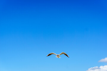 Fototapeta na wymiar a seagull in the bright blue sky in summer 