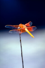 Dragonfly perched on a car antenna 