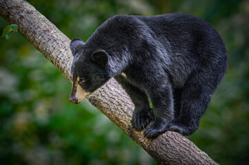 Black bear hiding out up in a tree