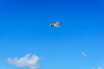 a seagull in the bright blue sky in summer
