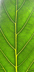 green leaf texture, smartphone wallpaper