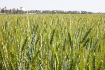 Green wheat in the field, almost ripe