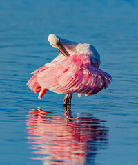 Bright pink roseate spoonbill preening is colorful feathers