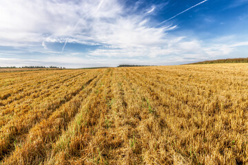 Golden fields of grain and colza during harvesting season
