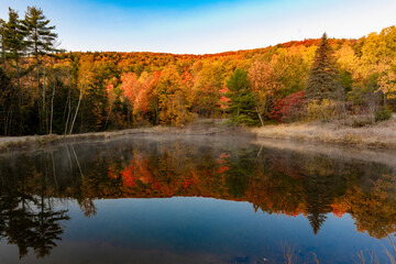 autumn in the forest