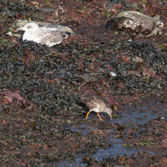  Common Redshank (Tringa totanus), Whitehead, Northern Ireland, UK