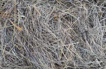 Hay texture. Hay bales are stacked in large stacks. Harvesting in agriculture.