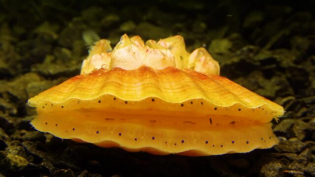 Small blue eyes and tentacles on the mantle of a bivalve mollusk Smooth Scallop (Flexopecten glaber ponticus), Black Sea