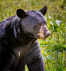 Close up of American black bear looking right