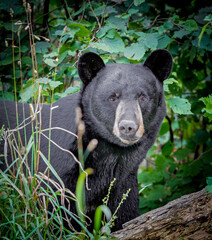 Fototapeta premium Close up of American black bear looking straight at camera