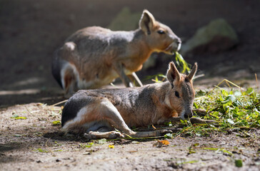 Patagonian Mara ( Dolichotis patagonum ) resting on ground in zoo, another animal blurred background, some green leaves food near