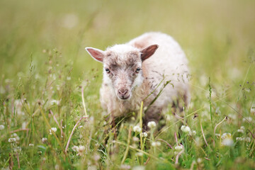 Obraz premium Small ouessant (or Ushant) sheep lamb grazing on green spring grass