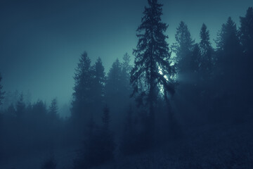 Fototapeta na wymiar Moonlight through the spruce trees of magic mysterious foggy night forest. Halloween backdrop.