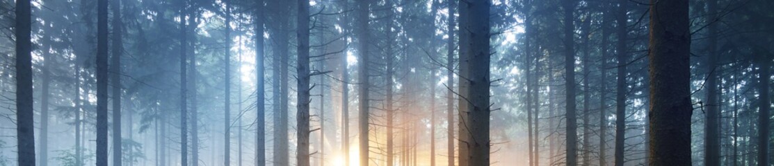 Panoramic view of the mysterious evergreen forest in a fog. Ancient pine tree silhouettes close-up....
