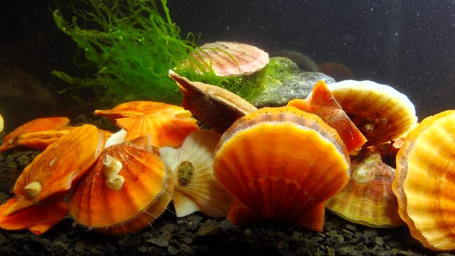 Ancient armored mollusk (Chiton olivaceus) on the shell of a clam Smooth Scallop (Flexopecten glaber ponticus), Black Sea
