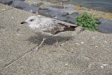 a seagull in the port on the north sea in summer
