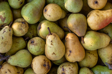Fresh and juicy pears harvest. Pears background, top view.