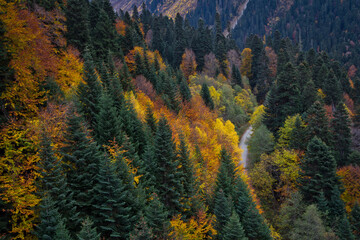 autumn forest in the mountains