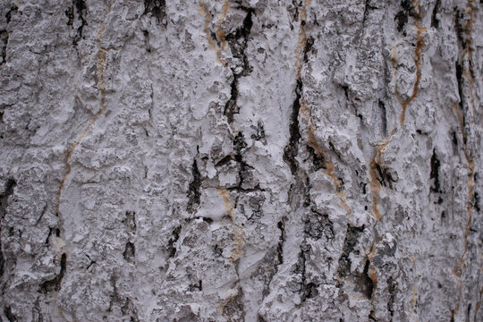 old white tree bark background close up