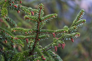 close up of a pine needles